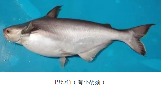 龙利鱼孩子可以吃吗 龙利鱼孩子吃好不好