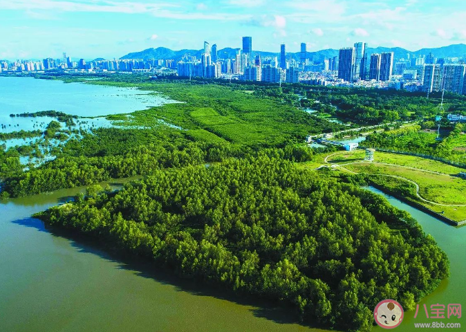 蚂蚁森林红树林湿地生态系统一般包括红树林滩涂和什么 神奇海洋12月5日答案 蚂蚁森林红树林湿地生态系统一般包括红树林滩涂和什么 神奇海洋12月5日答案