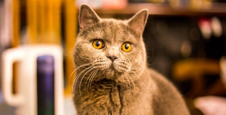 装过猫屎的袋子或纸是什么垃圾 装过猫屎的袋子或纸是湿垃圾还是干垃圾