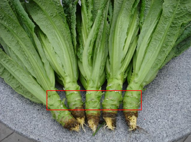 莴苣根可以吃吗 莴苣根和莴苣叶子哪个可以吃