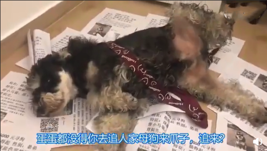 最近一次和宠物吵架的原因是什么 和自己的宠物吵架的原因配图