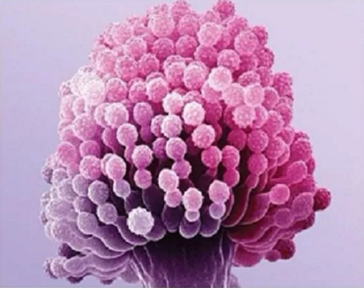 孩子经常拉肚子是因为菜板导致的吗 孩子肠胃不好和菜板有关吗