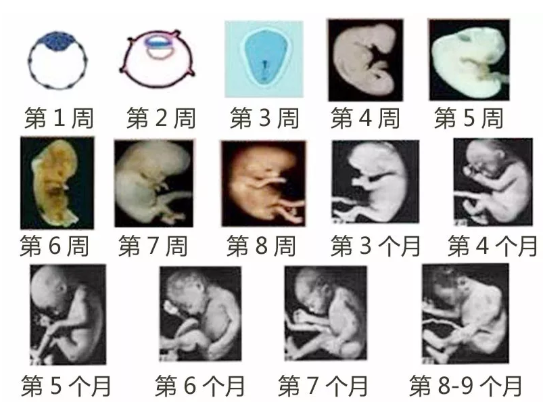 受精卵不是生命起源真的吗 生命起源将被重新定义