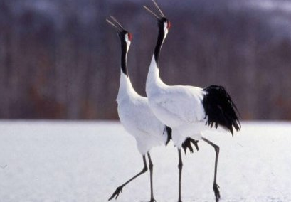 当丹顶鹤遇到火烈鸟什么梗 当丹顶鹤遇到火烈鸟表情包 当丹顶鹤遇到火烈鸟什么梗 当丹顶鹤遇到火烈鸟表情包