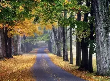 秋天快乐的说说心情短语 秋天的说说正能量短语