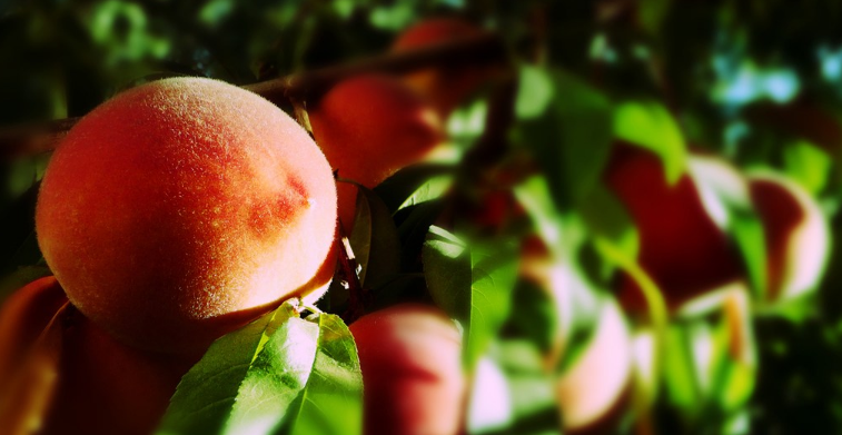 孩子吃桃子好不好 给孩子吃桃子要注意什么