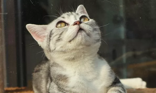 撸猫的好处有哪些 撸猫缓解老年痴呆 撸猫的好处有哪些 撸猫缓解老年痴呆