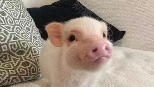 2019是金猪宝宝吗 最近的金猪宝宝是哪一年