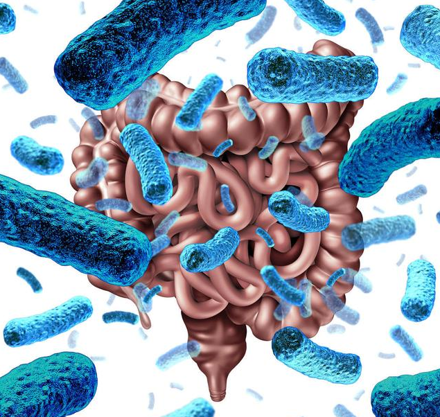益生菌和益生元有什么区别 益生菌和益生元如何给宝宝选择 益生菌和益生元有什么区别 益生菌和益生元如何给宝宝选择