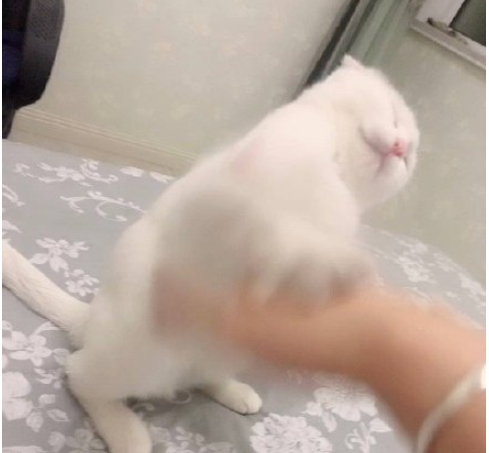 最近一次和宠物吵架的原因是什么 和自己的宠物吵架的原因配图
