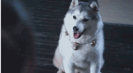 堂堂夷陵老祖居然怕狗 萌萌哒仙子上线 堂堂夷陵老祖居然怕狗 萌萌哒仙子上线