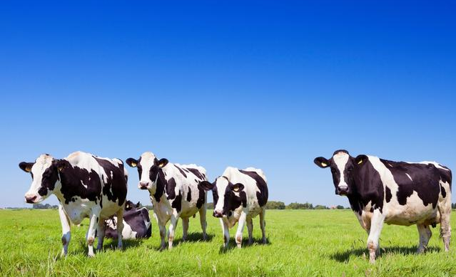 有机奶粉和普通奶粉有什么区别 有机奶粉的好处