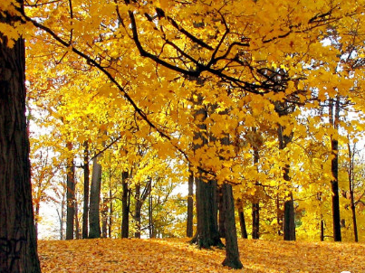 立秋说说朋友圈简短唯美句子 立秋说说心情感言 立秋说说朋友圈简短唯美句子 立秋说说心情感言