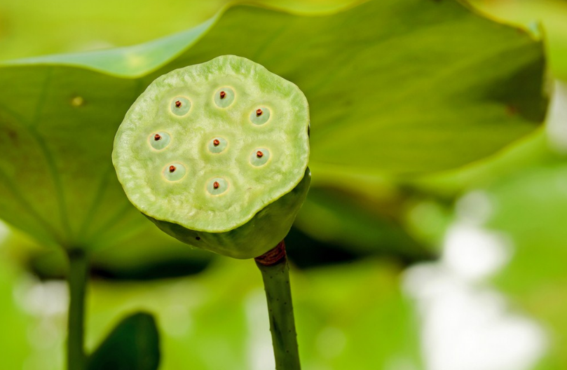 孩子夏天怎么吃莲子比较好 夏季孩子吃莲子建议 孩子夏天怎么吃莲子比较好 夏季孩子吃莲子建议