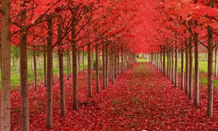 秋天来了的说说心情 形容秋天来了说说带图 秋天来了的说说心情 形容秋天来了说说带图