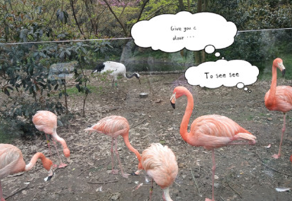 当丹顶鹤遇到火烈鸟什么梗 当丹顶鹤遇到火烈鸟表情包 当丹顶鹤遇到火烈鸟什么梗 当丹顶鹤遇到火烈鸟表情包