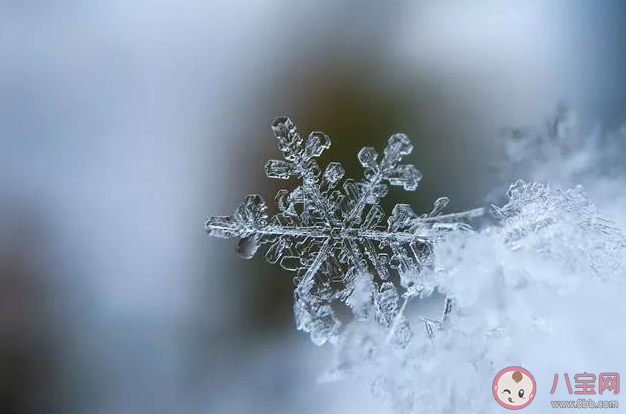 以下哪种雪会融化得更快 蚂蚁庄园12月6日答案介绍
