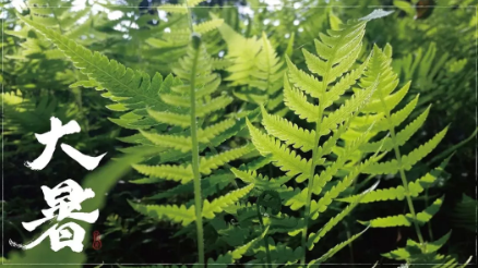 大暑最受欢迎的水果是什么 适合大暑吃的水果