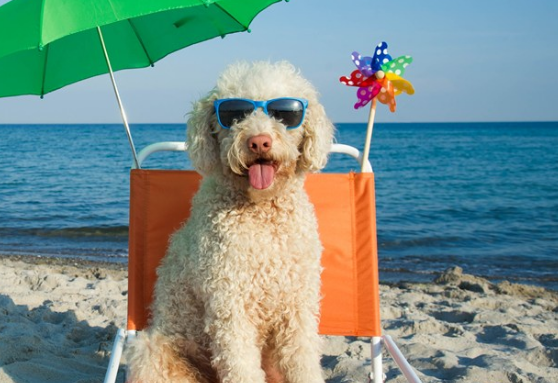 外面太热的说说朋友圈 外面太热的搞笑说说