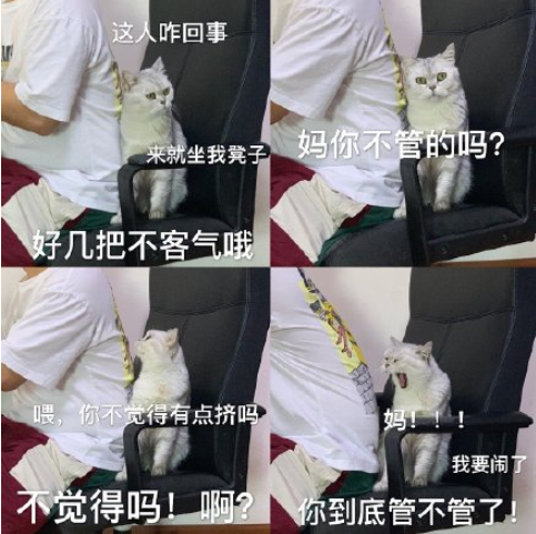 最近一次和宠物吵架的原因是什么 和自己的宠物吵架的原因配图