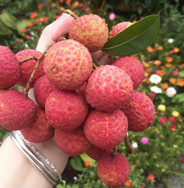 荔枝皮是干垃圾还是湿垃圾 荔枝皮是什么垃圾