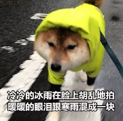 七夕吃狗粮的心情说说 七夕吃 狗粮搞笑说说图片