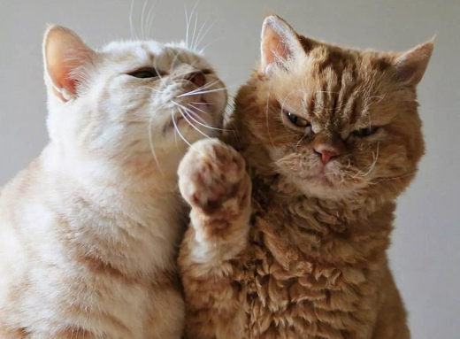 七夕给女朋友情话短句 七夕对女朋友表白情话套路 七夕给女朋友情话短句 七夕对女朋友表白情话套路