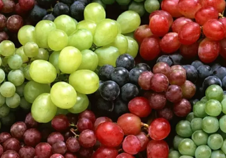 处暑过后吃什么水果好 处暑后养生水果推荐 处暑过后吃什么水果好 处暑后养生水果推荐