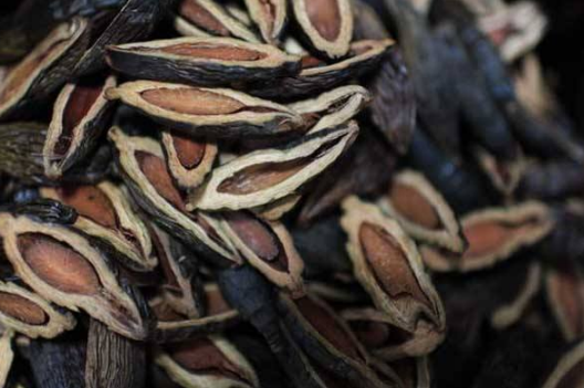 孩子可以吃槟榔吗 小孩儿吃槟榔有什么危害 孩子可以吃槟榔吗 小孩儿吃槟榔有什么危害