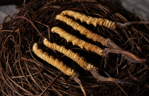 孕妇可以吃冬虫夏草吗 孕妇吃冬虫夏草的好处