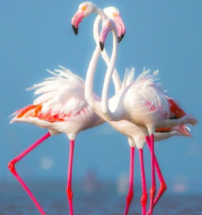 当丹顶鹤遇到火烈鸟什么梗 当丹顶鹤遇到火烈鸟表情包 当丹顶鹤遇到火烈鸟什么梗 当丹顶鹤遇到火烈鸟表情包