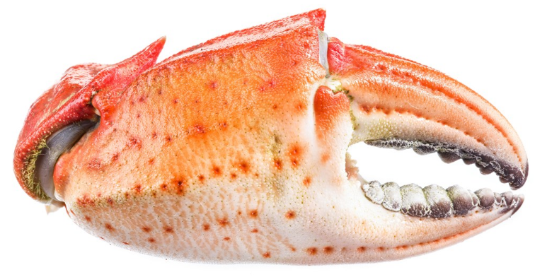 蟹壳是什么垃圾 蟹壳是干垃圾还是湿垃圾