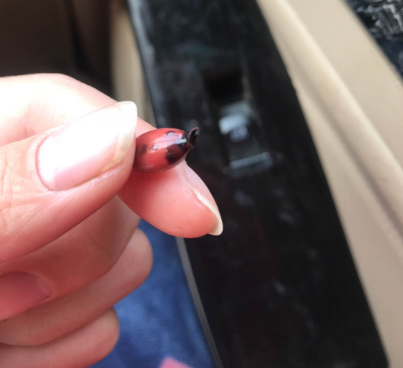 蜜牙贝贝补铁软胶囊主要原料是什么 蜜牙贝贝补铁软胶囊可以滴到碗里吗