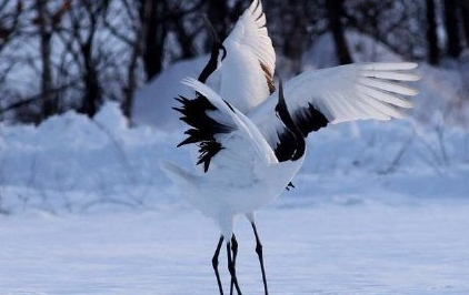 当丹顶鹤遇到火烈鸟什么梗 当丹顶鹤遇到火烈鸟表情包 当丹顶鹤遇到火烈鸟什么梗 当丹顶鹤遇到火烈鸟表情包