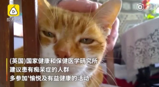 撸猫的好处有哪些 撸猫缓解老年痴呆 撸猫的好处有哪些 撸猫缓解老年痴呆