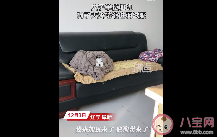 女子因单位太冷把羽绒服让给狗子穿 宠物看病有多贵