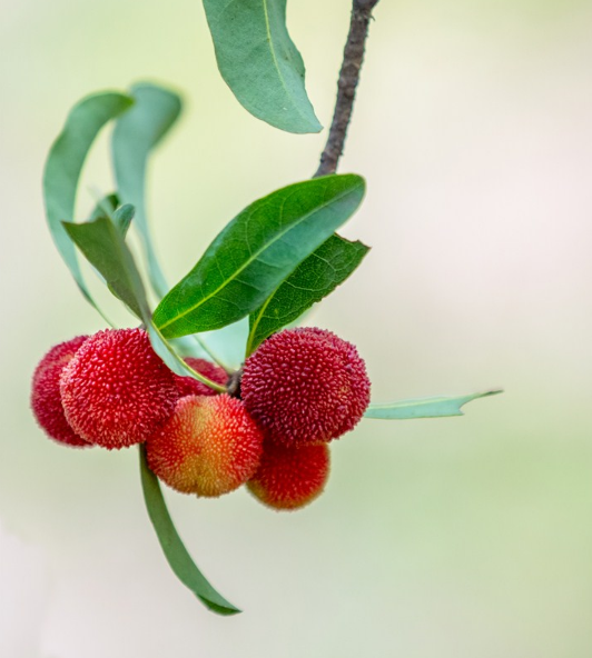 孩子杨梅吃多少比较好 孩子吃杨梅要注意什么
