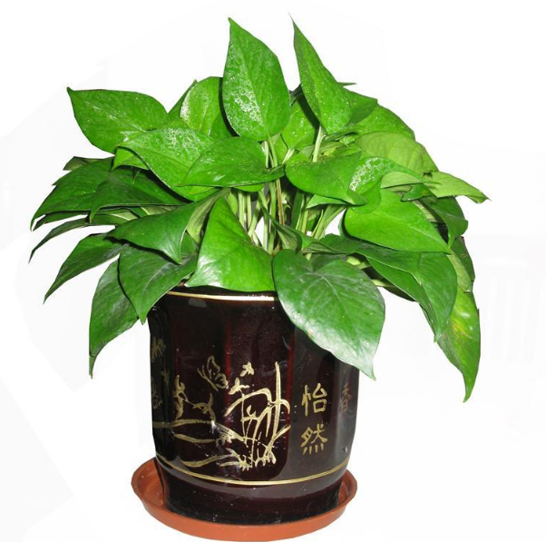 废弃的植物是什么垃圾 废弃的植物是干垃圾还是湿垃圾