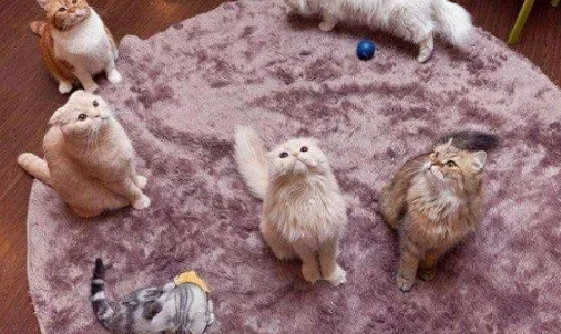 撸猫的好处有哪些 撸猫缓解老年痴呆 撸猫的好处有哪些 撸猫缓解老年痴呆