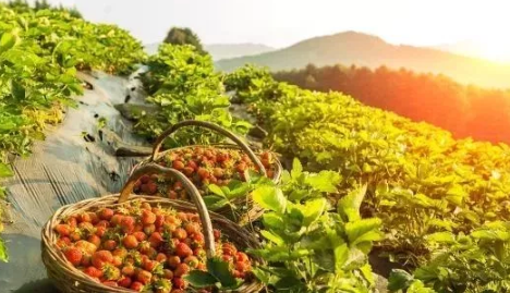 全国鲜果价格上涨原因 2019水果价格还会上涨吗 全国鲜果价格上涨原因 2019水果价格还会上涨吗