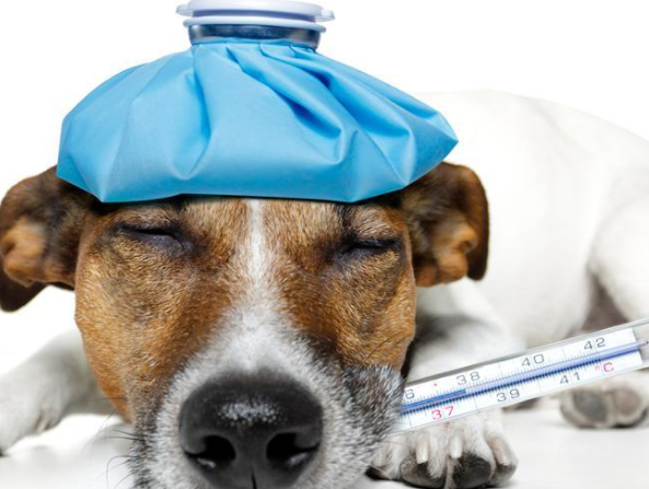 立秋了还是很热的说说 立秋还热搞笑朋友圈句子