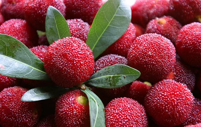 杨梅里为什么有白色虫子 杨梅里的白色虫子怎么清洗干净