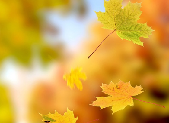 今日立秋说说心情配图 今日立秋了新开始感言