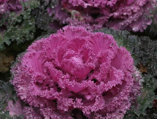 护眼第一名不是胡萝卜而是它 这样做娃爱吃还补钙