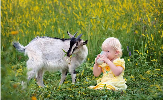宝宝羊奶粉里添加米粉好吗 配方羊奶粉什么牌子好