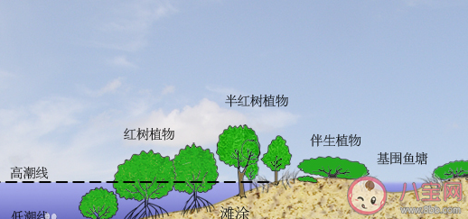 红树林湿地生态系统一般包括红树林滩涂和什么 神奇海洋12月5日答案最新