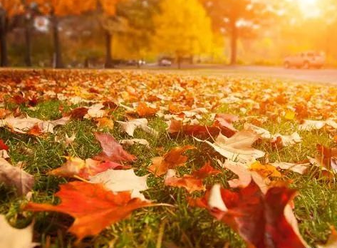 立秋说说朋友圈简短唯美句子 立秋说说心情感言 立秋说说朋友圈简短唯美句子 立秋说说心情感言