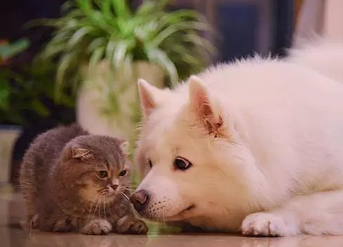 一个人的七夕伤感说说 单身七夕情人节2019