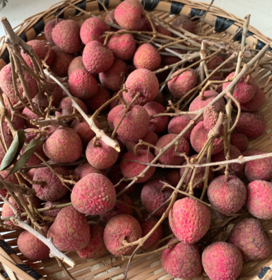 荔枝皮是干垃圾还是湿垃圾 荔枝皮是什么垃圾