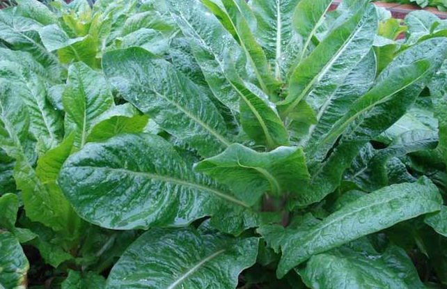 莴笋叶子是生菜吗 莴笋和生菜是一种吗